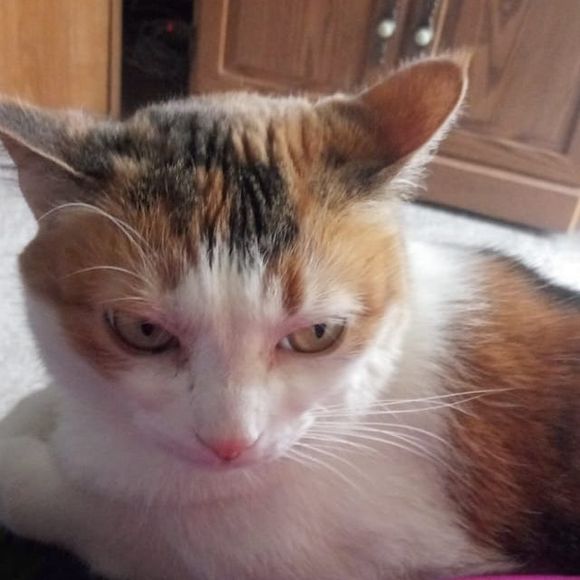 Meet your Posher, Jorene - Picture 1 of 1